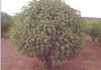 Biodiesel - Energ�a de Biomasa