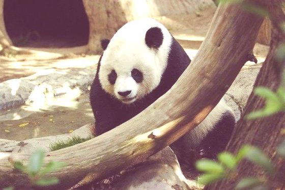 oso panda