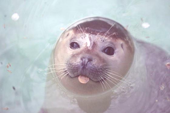 TIEMPO DE FOCAS