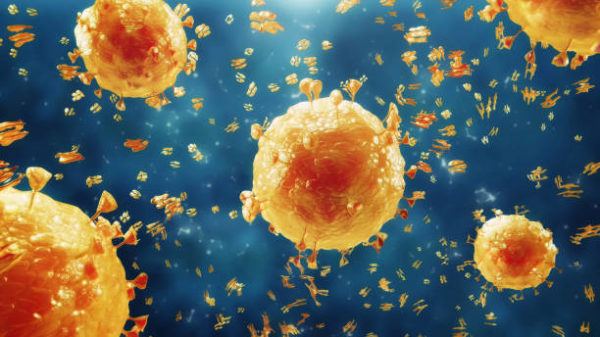 Virus coronavirus 