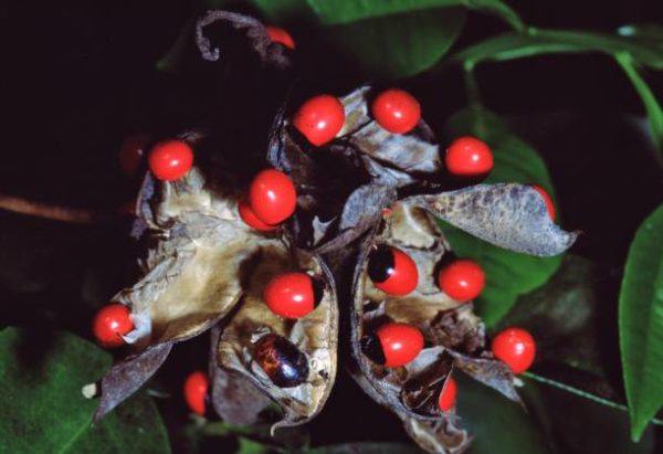 Cuales son las plantas comunes mas peligrosas Abrus precatorius Regaliz americano 
