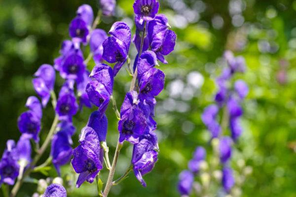 Cuales son las plantas comunes mas peligrosas Aconitum 