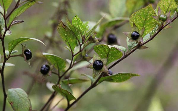 Cuales son las plantas comunes mas peligrosas belladona 