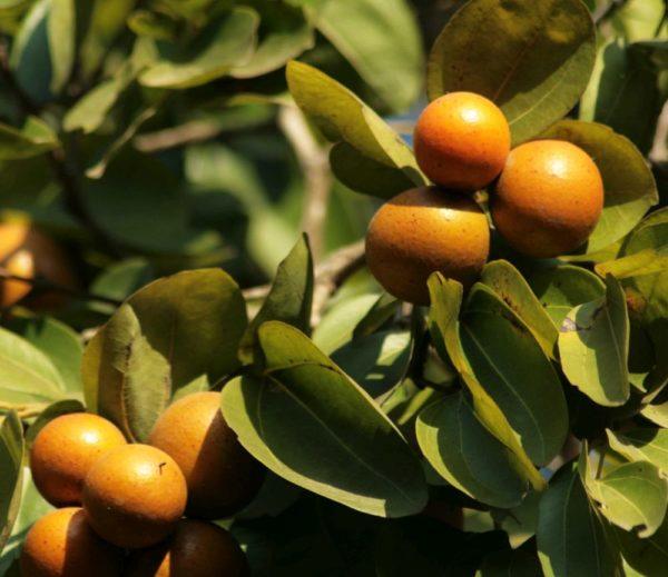 Cuales son las plantas comunes mas peligrosas nuez.vomica 