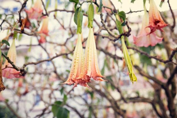 Cuales son las plantas comunes mas peligrosas trompeta de angel 