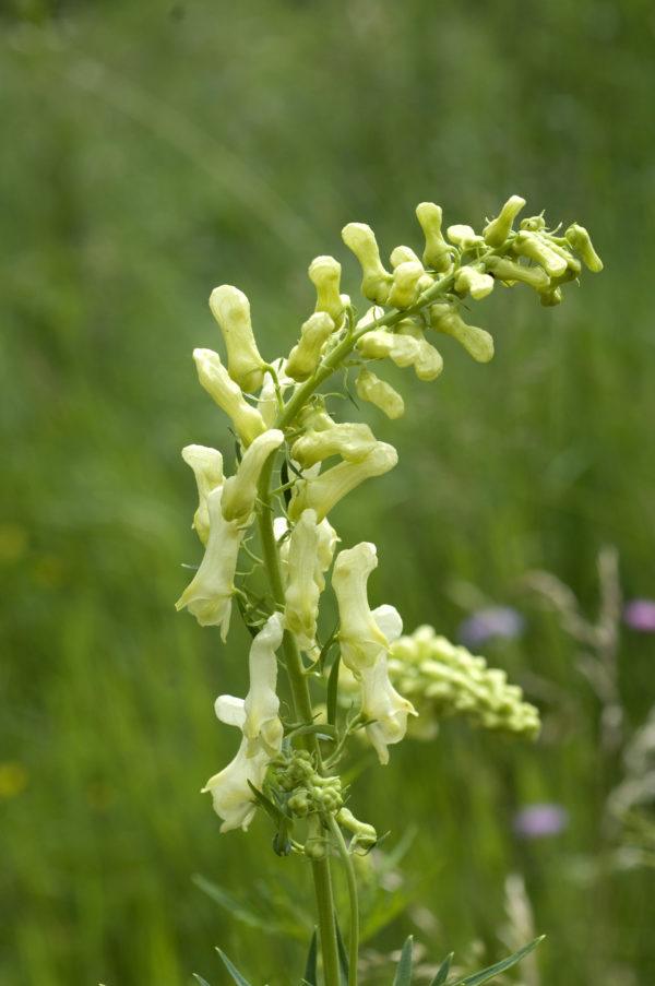 Plantas mas venenosas podrian matarte Aconitum