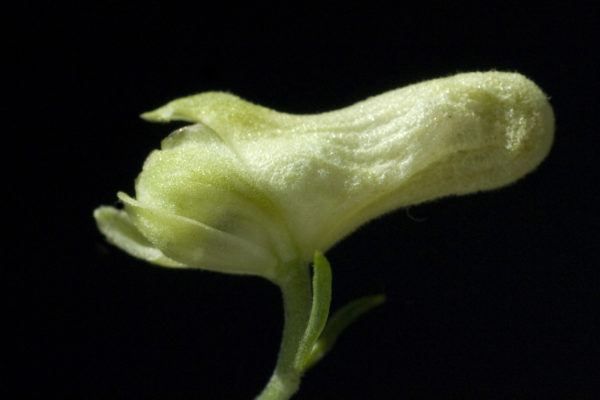 Plantas mas venenosas podrian matarte Aconitum vulparia