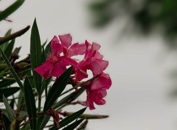 Plantas mas venenosas podrian matarte adelfa