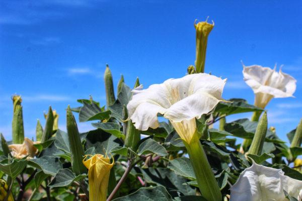 Plantas mas venenosas podrian matarte el estramonio