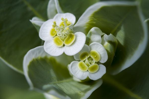 Plantas mas venenosas podrian matarte euphorbia