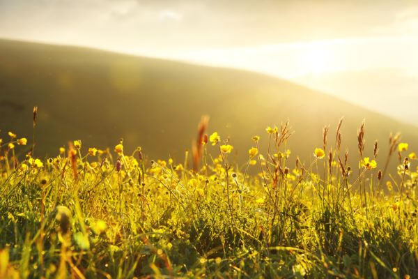 Plantas mas venenosas podrian matarte los ranunculos