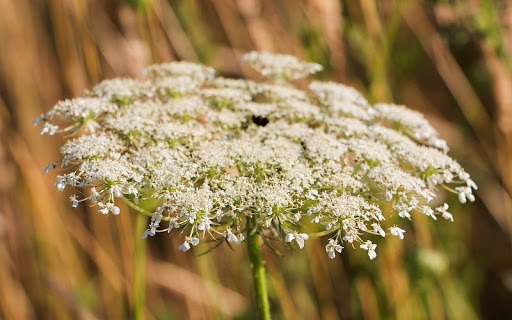 Plantas venenosas perejil de leche