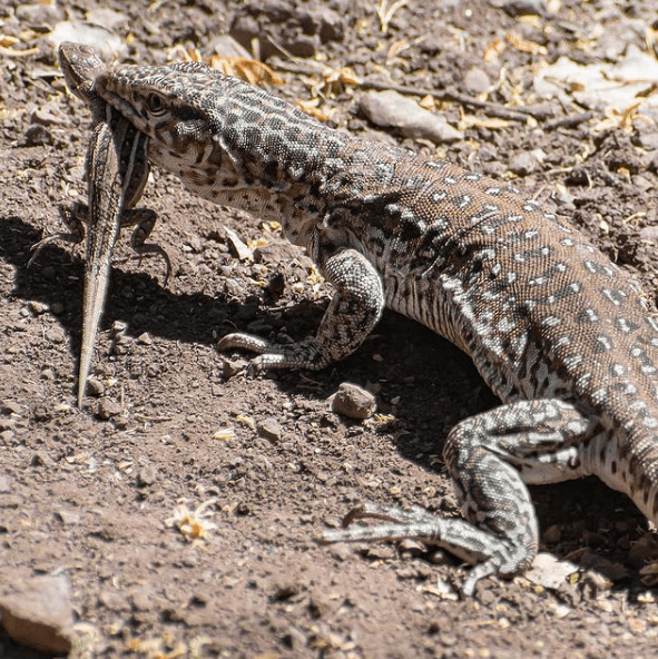Animales que solo existen en el Desierto Iguana