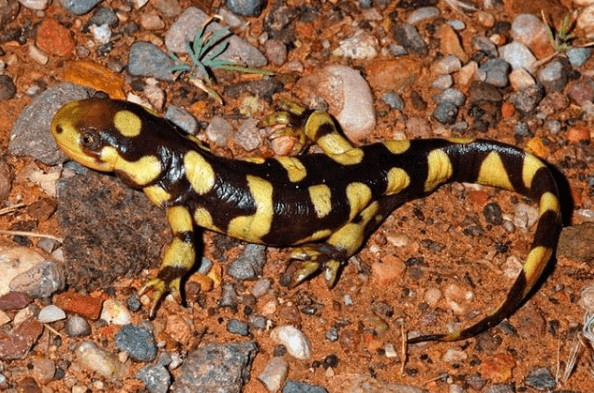 Animales que solo existen en el Desierto Salamandra Tigre