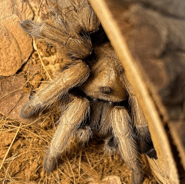 Animales que solo existen en el Desierto Tarántula del desierto