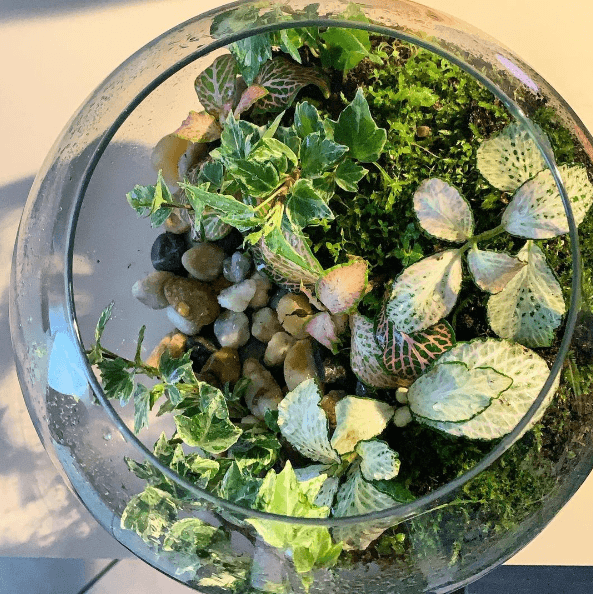 Los mejores trucos y consejos para hacer nuestro terrario tamaños