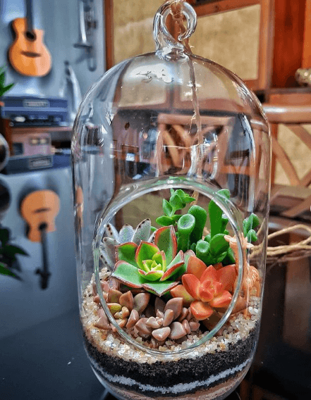 Los mejores trucos y consejos para hacer nuestro terrario precios