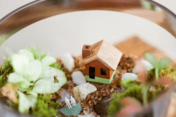 Los mejores trucos y consejos para hacer nuestro terrario musgo