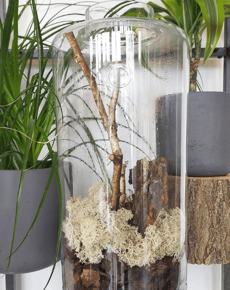 Los mejores trucos y consejos para hacer nuestro terrario troncos