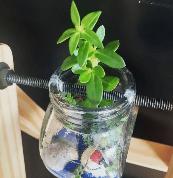 Los mejores trucos y consejos para hacer nuestro terrario tipos de plantas