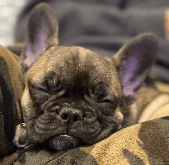 Alergias en Perros: síntomas, pronóstico y tratamiento debilidad