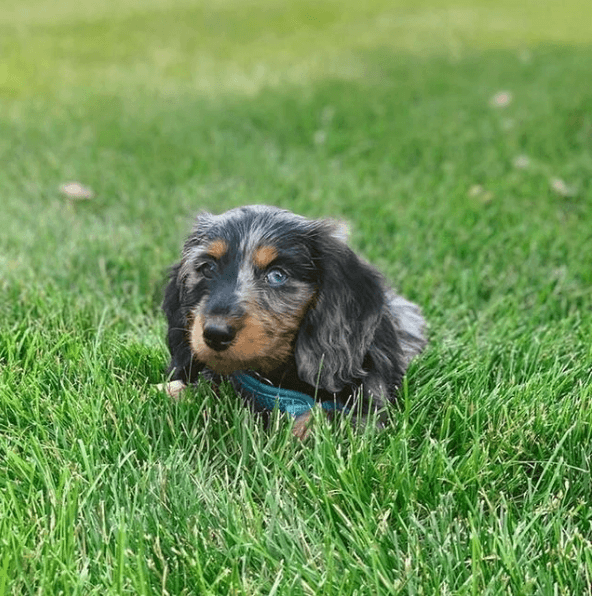 Alergias en Perros: síntomas, pronóstico y tratamiento ácaros