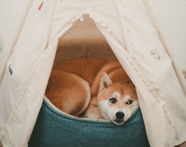 Alergias en Perros: síntomas, pronóstico y tratamiento vacunas