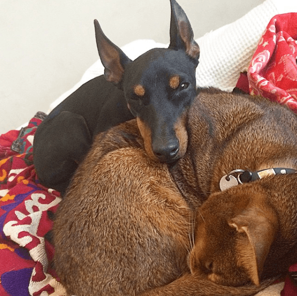 Alergias en Perros: síntomas, pronóstico y tratamiento sarpullido