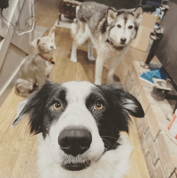 Alergias en Perros: síntomas, pronóstico y tratamiento consejos