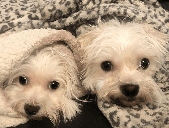 Alergias en Perros: síntomas, pronóstico y tratamiento letargo