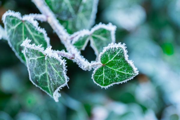 Como cuidar plantas casa para que no mueran por heladas 