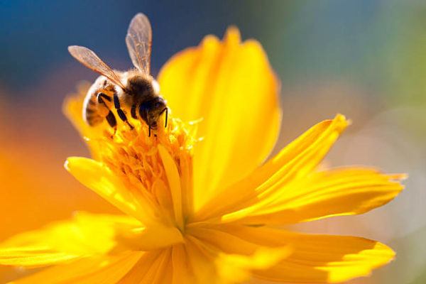 Dia mundial abejas cuando es el origen cual es su importancia 