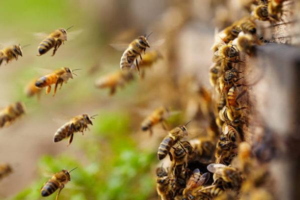 Dia mundial de abejas cuando es el origen cual es su importancia 