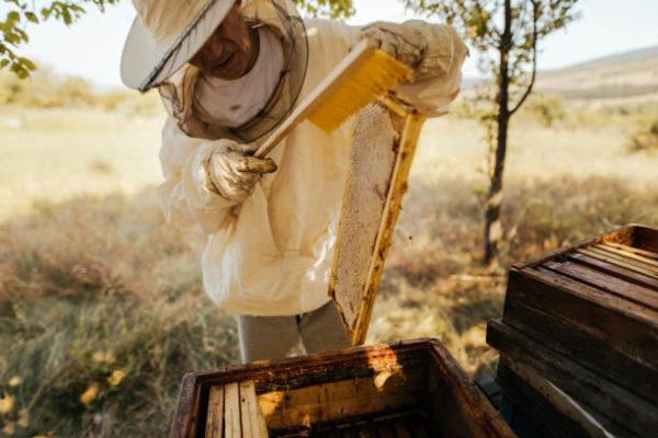 Dia mundial de las abejas cuando el origen cual es su importancia 