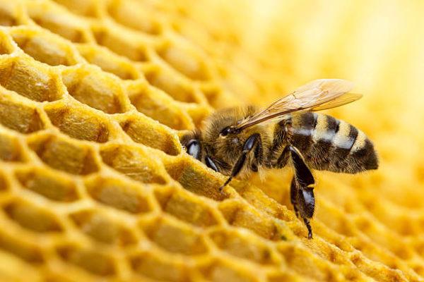 Dia mundial de las abejas cuando es el origen cual es importancia 