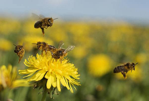 Dia mundial de las abejas cuando es el origen cual es su importancia 