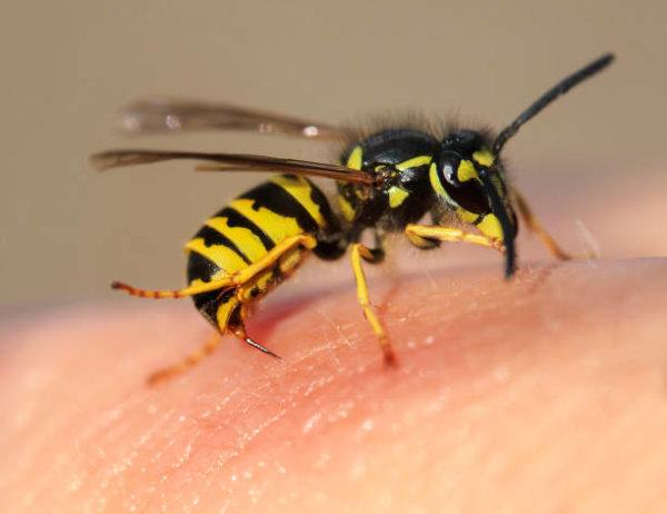 Dia mundial de las abejas cuando es el origen cual su importancia 