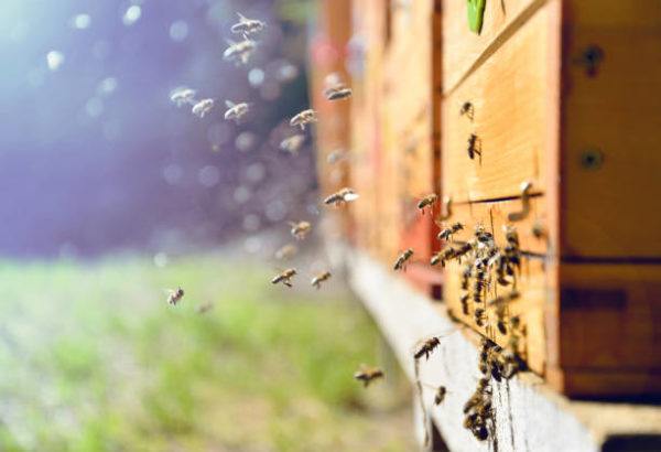 Dia mundial de las abejas cuando es el origen es su importancia 
