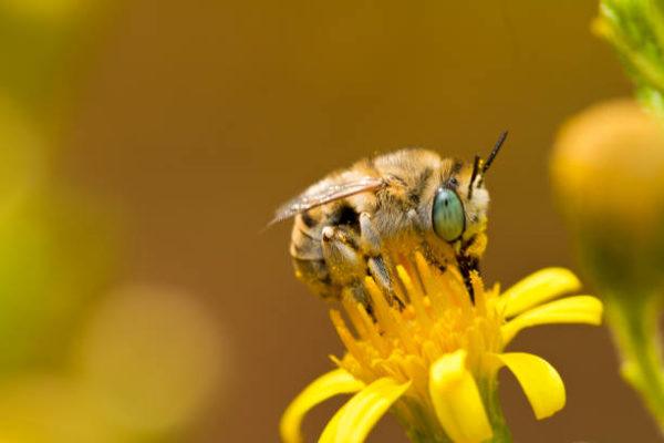 Dia mundial de las abejas cuando es origen cual es su importancia 