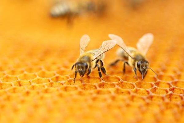 Dia mundial de las abejas es el origen cual es su importancia 