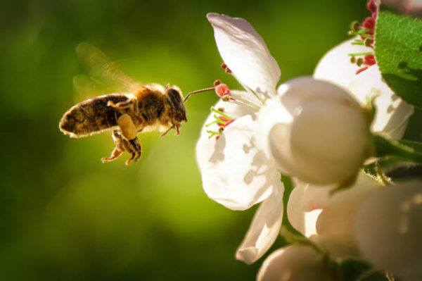 Dia mundial las abejas cuando es el origen cual es su importancia 