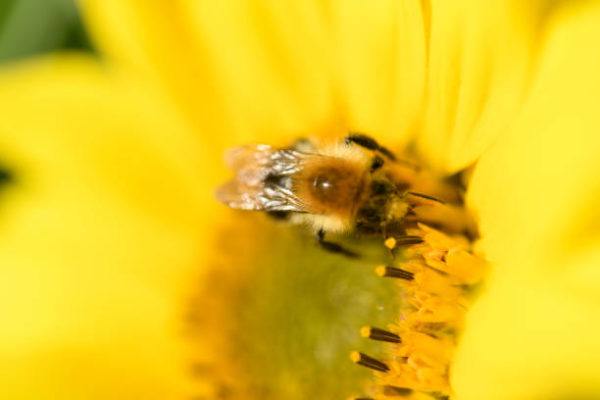 Lo sabes todo sobre las abejas caracteristicas todos los tipos funcion en el mundo de que se alimentan algunas curiosidades Apis mellifera carnica 