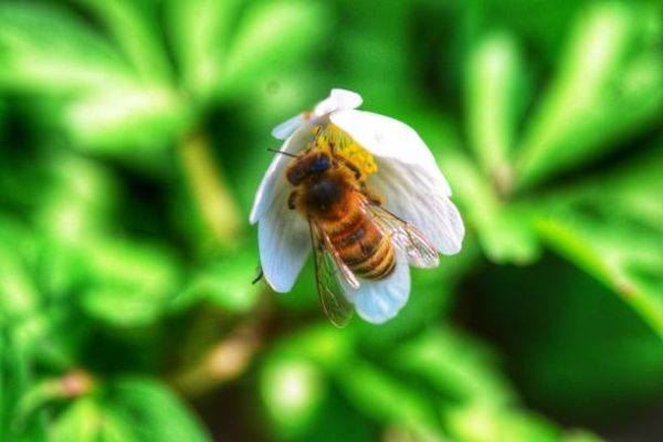 Lo sabes todo sobre las abejas caracteristicas todos los tipos funcion en el mundo de que se alimentan algunas curiosidades abeja italiana 