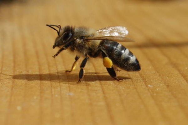 Lo sabes todo sobre las abejas caracteristicas todos los tipos funcion en el mundo de que se alimentan algunas curiosidades abeja negra 