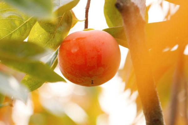 Que frutas y verduras comer en octubre calendario de temporada caqui