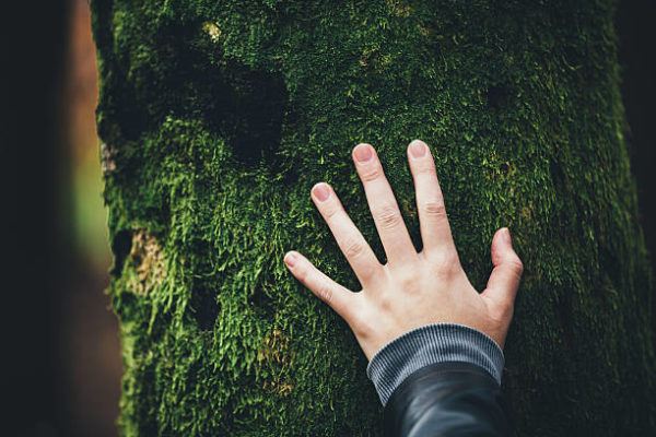 Dia mundial de la ecologia que es cuando se celebra y podemos celebrarlo